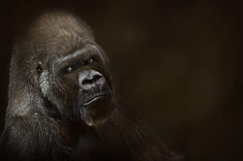 脸,头,脸颊,横图,室内,加拿大,黑色背景,肩膀,摄影,大猩猩,肖像,悲哀,魁北克,头部,脸部,脸蛋,面部,彩图,暗调