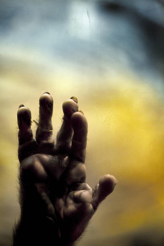 无人,竖图,特写,猴子,黄色,蓝色,摄影,部分,触摸,彩图,影棚拍摄