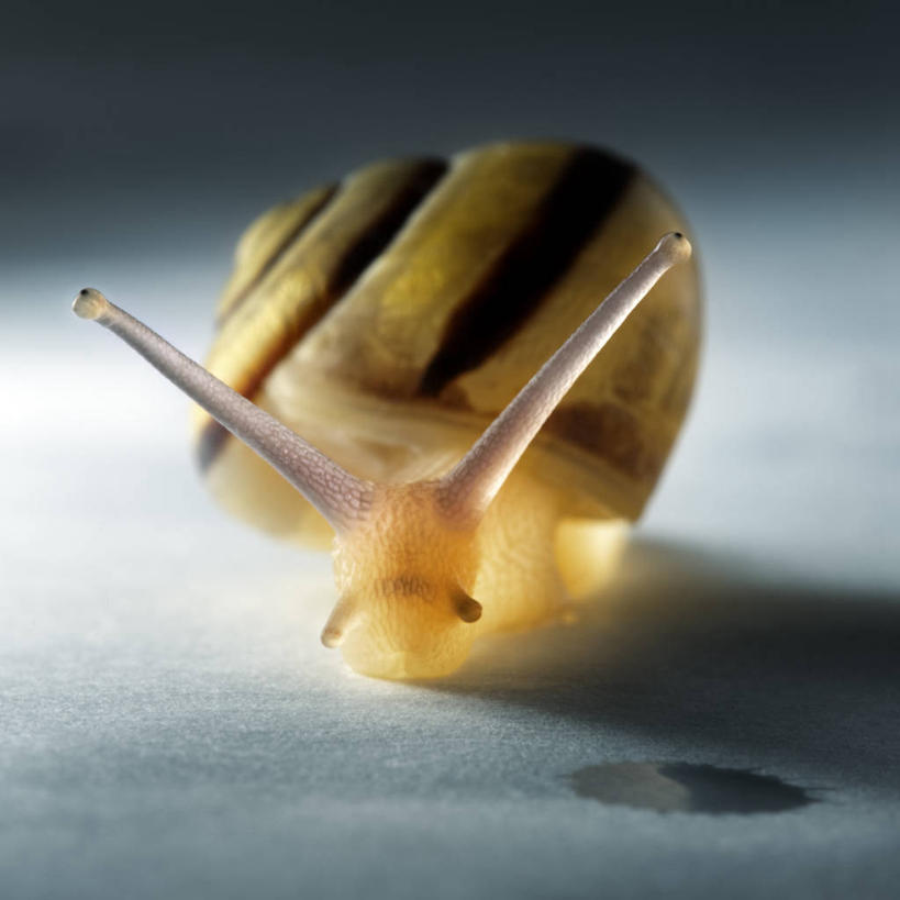 无人,方图,正面,半透明,蓝色背景,蜗牛,爬,摄影,彩图,影棚拍摄