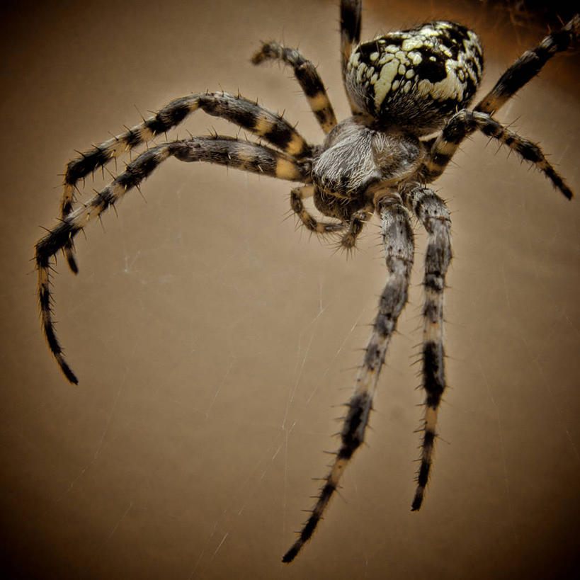 无人,方图,特写,美景,挪威,欧洲,景观,自然,景色,摄影,褐色背景,斯堪的纳维亚,自然风光,北欧,斯堪的那维亚,斯堪的那维亚半岛,斯堪的纳维亚半岛,聚光,卑尔根,挪威王国,霍达兰郡,霍达兰,彩图,影棚拍摄