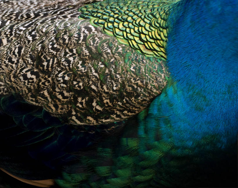 无人,横图,特写,背景,孔雀,美国,摄影,夏威夷群岛,太平洋岛屿,彩图,全画面,全框架,全帧,全画幅