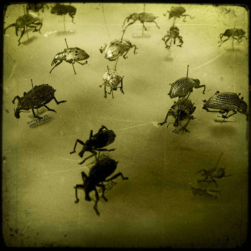 无人,方图,阶调图片,法国,黄色背景,昆虫,摄影,布根地,第戎,彩图