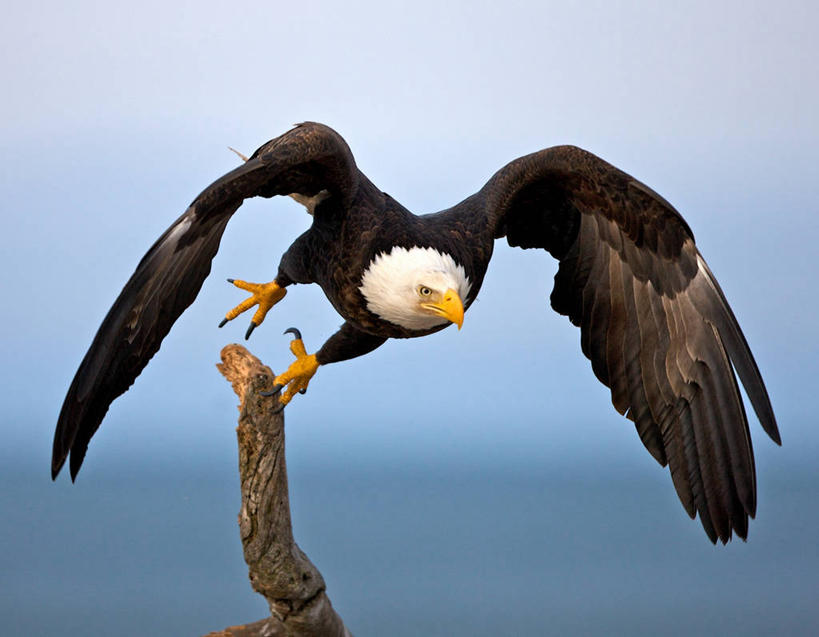 无人,横图,室外,白天,野生动物,美国,枝,宏伟,自然,摄影,白头鹰,阿拉斯加,万里无云,彩图