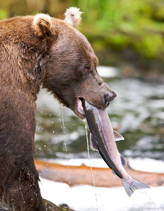 无人,竖图,室外,白天,侧面,旅游,度假,河流,美景,野生动物,美国,湿,捕食,景观,娱乐,鱼类,自然,动物,两只,享受,休闲,景色,放松,摄影,叼着,自然风光,饥饿,阿拉斯加,棕熊,彩图,饿