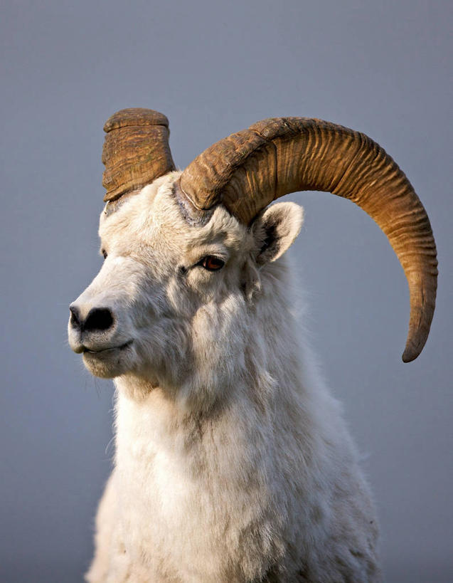 无人,竖图,室外,白天,野生动物,尼泊尔,美国,亚洲,首都,摄影,部分,北美,北美洲,公羊,南亚,美洲,加德满都,阿拉斯加,阿拉斯加州,万里无云,尼泊尔王国,加都,北亚美利加洲,亚美利加洲,最后的边疆,午夜阳光之地,德满都,基奈半岛,彩图,美利坚合众国