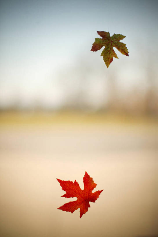 无人,竖图,室外,白天,背景,美国,枫叶,两个,摄影,落下,宁静,脆弱,改变,想法,秋天,彩图