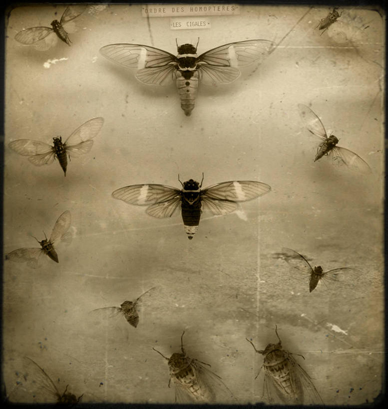 无人,博物馆,竖图,特写,蝉,法国,首都,历史,自然,摄影,展览,干的,法国文化,第戎,彩图,动物学