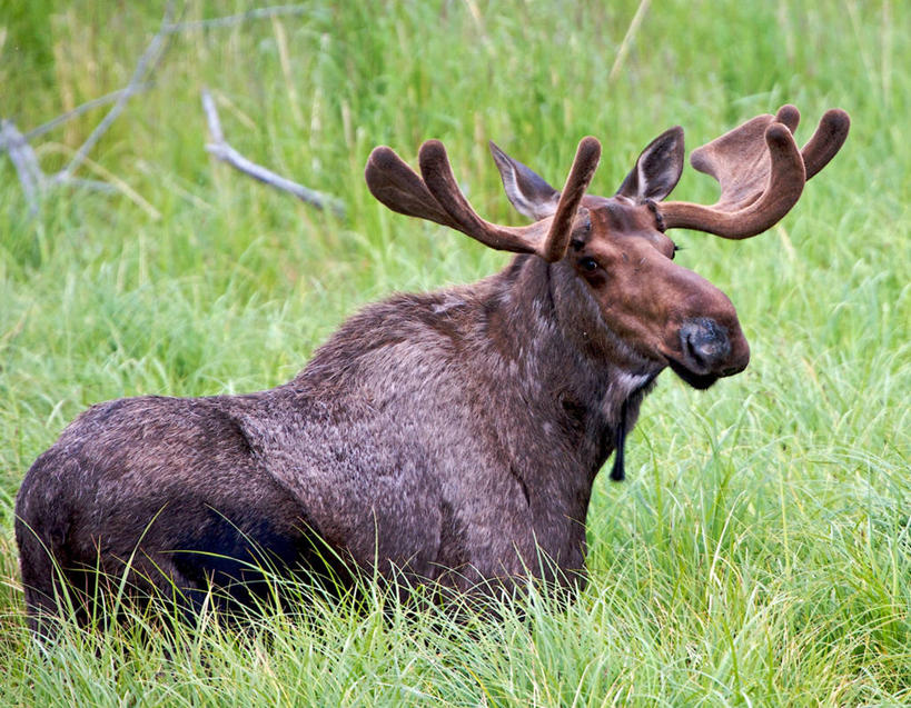 无人,站,横图,室外,特写,白天,草地,哺乳动物,鹿,野生动物,美国,地形,草,自然,动物,可爱,摄影,活泼,驼鹿,阿拉斯加,安克雷奇,罕达犴,堪达犴,彩图