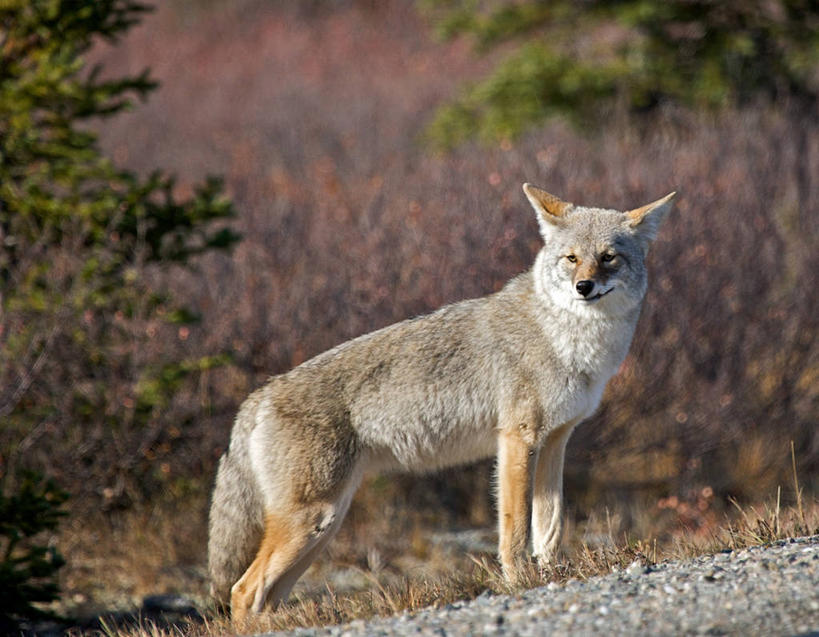 无人,站,横图,室外,白天,侧面,野生动物,美国,地形,树,自然,看,摄影,阿拉斯加,彩图