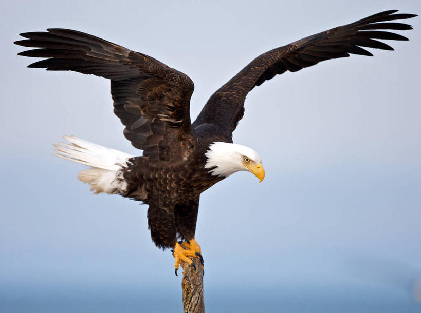 无人,站,横图,室外,特写,白天,侧面,自由,野生动物,鹰,美国,杆,自然,摄影,栖息,阿拉斯加,万里无云,彩图