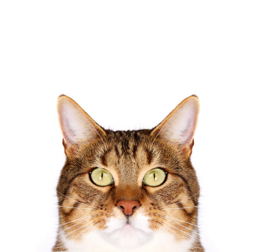 无人,横图,特写,留白,白色背景,正面,宠物,摄影,头像,肖像,斑纹猫,机敏,彩图,影棚拍摄