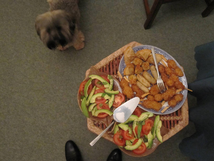 一个人,横图,俯视,室内,狗,西红柿,英国,丰富,沙拉,茶几,小吃,饮食,盘子,鳄梨,摄影,部分,蛋糕铲,彩图,高角度拍摄