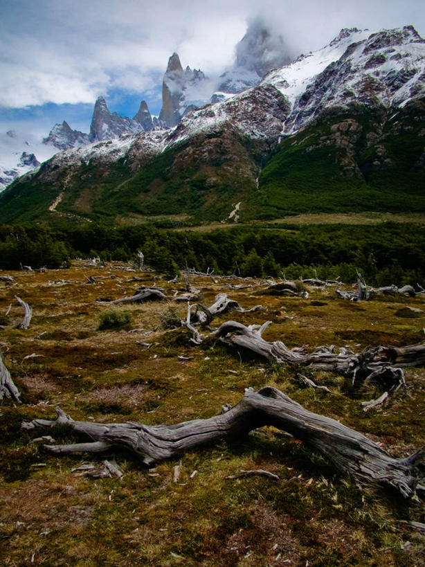 无人,竖图,室外,白天,仰视,山脉,雪山,植物,阿根廷,山顶,枝,宏伟,自然,摄影,宁静,圣克鲁斯省,彩图,低角度拍摄