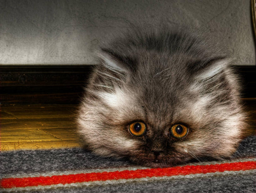 无人,坐,横图,室内,白天,正面,纯洁,地毯,宠物,波兰,可爱,童年,童趣,摄影,头像,肖像,童真,烂漫,无邪,天真,彩图,长毛猫