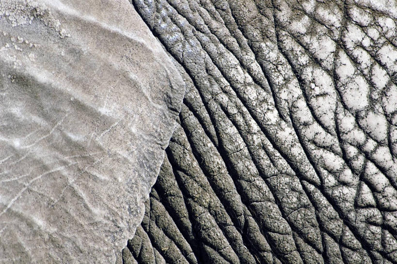 无人,横图,特写,背景,野生动物,美国,废弃,灰色,摄影,部分,销毁,伊利诺斯州,肌理,芝加哥市,烧毁,象,彩图,全画面,全框架,全帧,全画幅