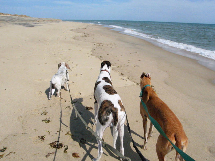 无人,站,横图,室外,白天,旅游,度假,海洋,美景,宠物,美国,三只,景观,水平线,娱乐,背面,自然,享受,休闲,景色,放松,摄影,宁静,自然风光,狗链,灰猎犬,海滩,彩图,独处