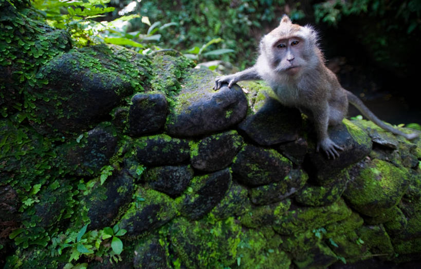 无人,坐,横图,室外,白天,野生动物,印度尼西亚,地形,石墙,摄影,猕猴,恶作剧,触摸,彩图,巴厘