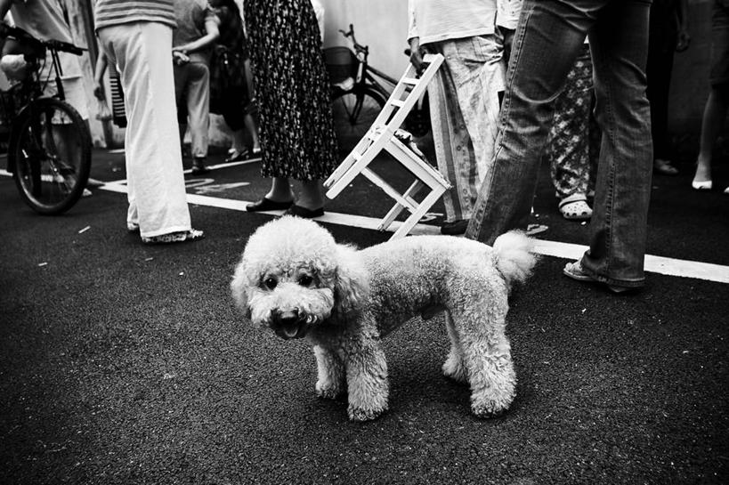 成年人,腿,站,横图,黑白,室外,白天,街道,自行车,宠物,椅子,上海,许多人,拿着,贵宾犬,一群人,人体,摄影,群众,男人,女人,损失