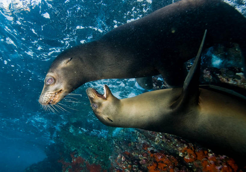 游泳,无人,横图,室外,白天,水下,海狮,厄瓜多尔,水面,动物,两只,摄影,加拉帕戈斯群岛,拥抱,彩图
