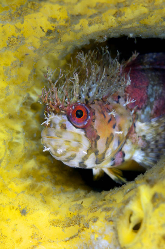 无人,竖图,室外,特写,白天,水下,加拿大,海绵,鱼类,摄影,伪装,大不列颠哥伦比亚,彩图