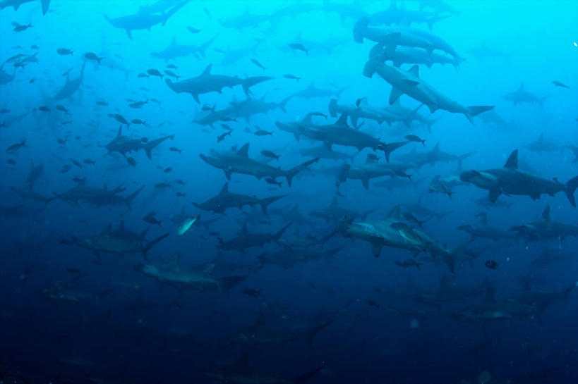 游泳,无人,横图,仰视,水下,海洋,哥斯达黎加,一群,许多,完整,鱼群,很多,鱼类,蓝色,自然,摄影,太平洋,北美,北美洲,美洲,北亚美利加洲,亚美利加洲,哥斯达黎加共和国,危险,彩图,低角度拍摄