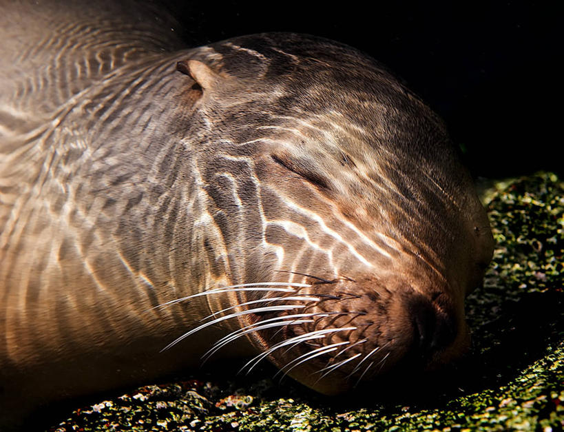 无人,横图,室外,特写,白天,水下,墨西哥,摄影,头像,拉丁美洲,加州海狮,睡觉,彩图