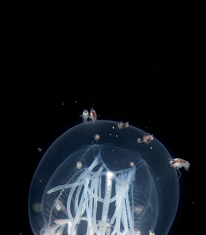 无人,横图,竖图,室外,水下,美景,美国,加拿大,黑色背景,形状,漂浮,景观,自然,景色,摄影,自然风光,华盛顿州,西雅图,大不列颠哥伦比亚,蛇发女妖,水母,彩图