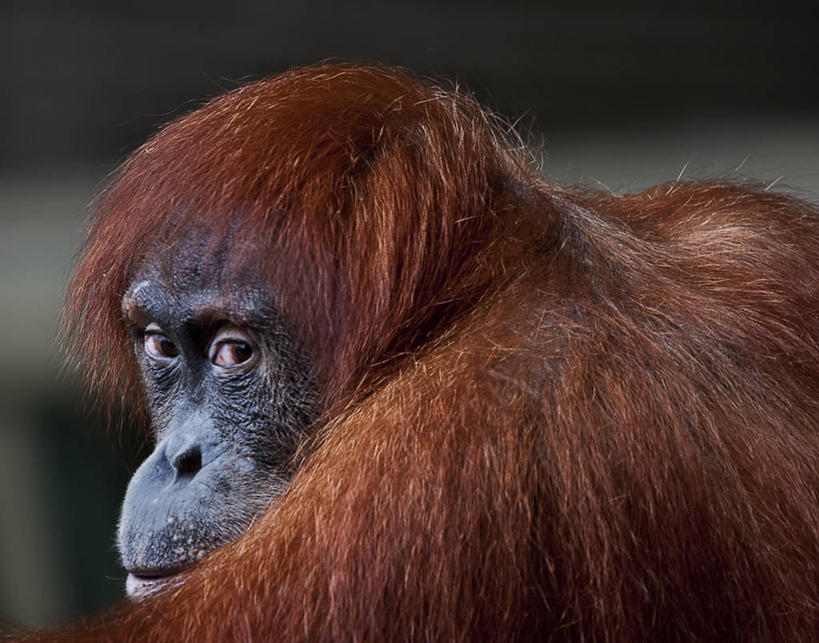 脸,头,脸颊,无人,横图,室外,白天,野生动物,褐色,扭头,注视,肩膀,观察,看,转头,摄影,观看,察看,关爱,关注,多伦多,苏门达腊猩猩,头部,脸部,脸蛋,面部,彩图,爱