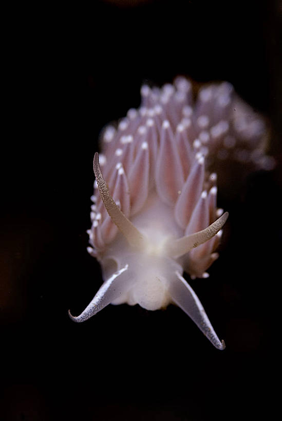 无人,竖图,室外,特写,水下,海洋,美景,加拿大,海蛞蝓,贝类,景观,海洋生物,粉色,自然,景色,摄影,软体动物,海兔,锋利,尖锐,自然风光,水生动物,水生物,海底动物,海兔螺,大不列颠哥伦比亚,彩图