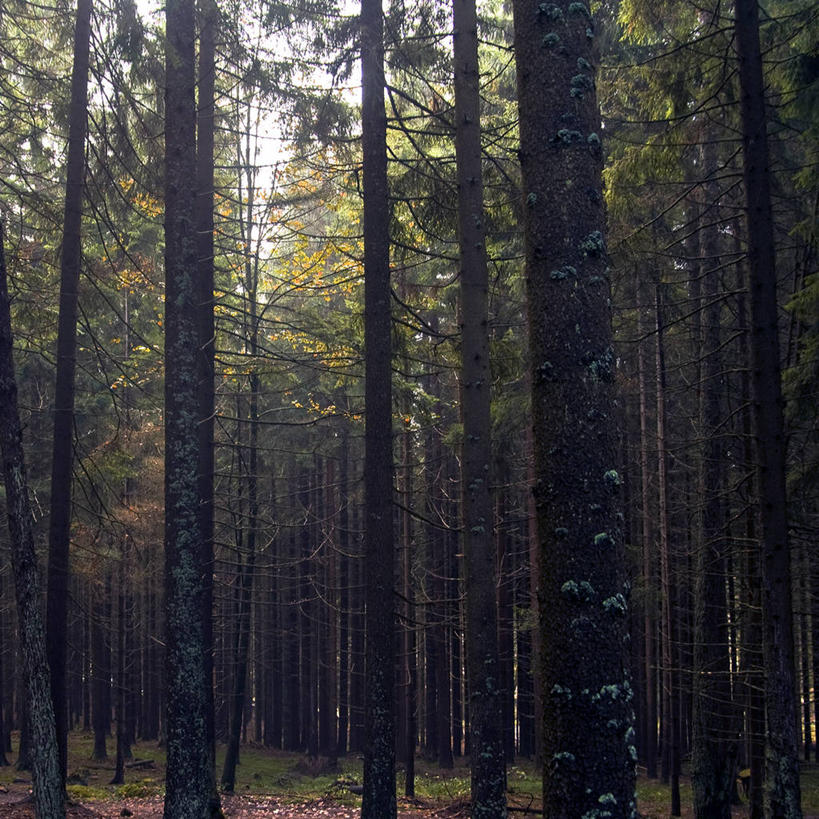 无人,方图,室外,白天,树林,地形,自然,摄影,生长,宁静,环境,捷克共和国,常绿树,彩图