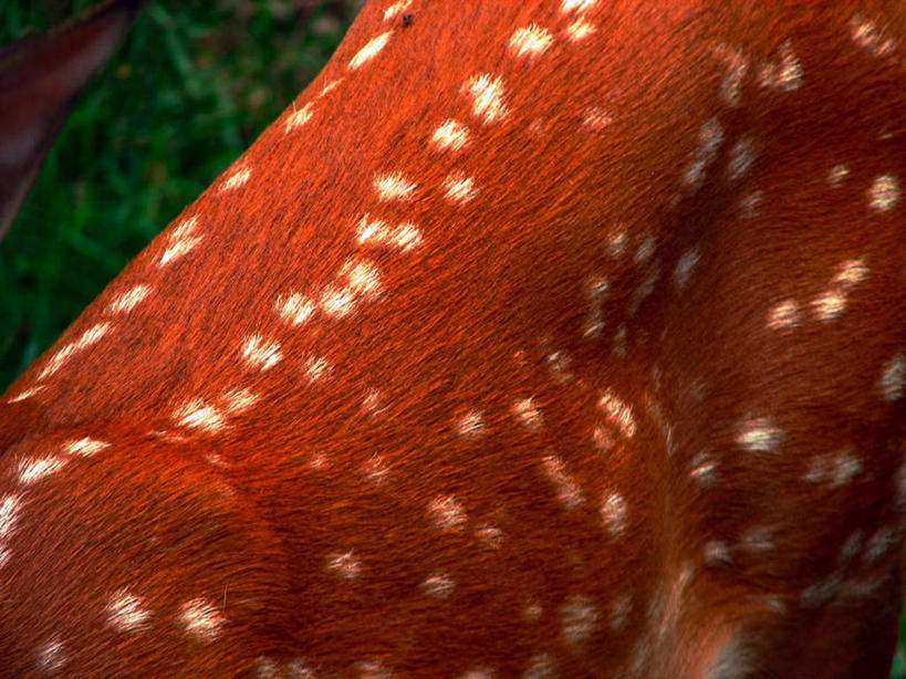 无人,横图,俯视,室外,特写,白天,鹿,野生动物,美国,斑点,自然,动物,摄影,部分,小鹿,明尼苏达,彩图,高角度拍摄