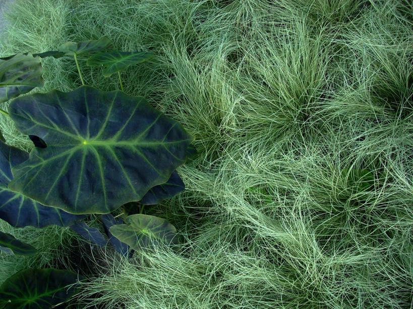 无人,横图,俯视,留白,草原,叶子,波纹,芋头,绿色,自然,摄影,蒙特利尔,彩图,高角度拍摄