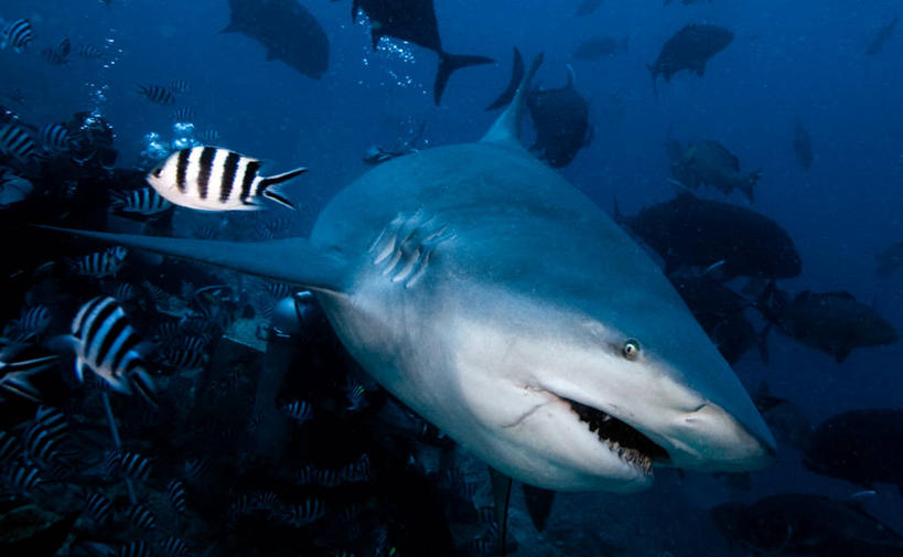 无人,横图,水下,斐济,一群,许多,很多,鱼类,蓝色,自然,摄影,多样,环境,危险,暗礁,彩图