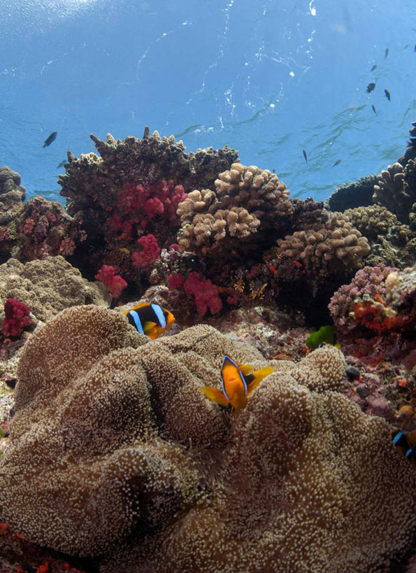 无人,竖图,水下,美景,斐济,景观,风景,自然,景色,摄影,太平洋,软珊瑚,自然风光,暗礁,彩图