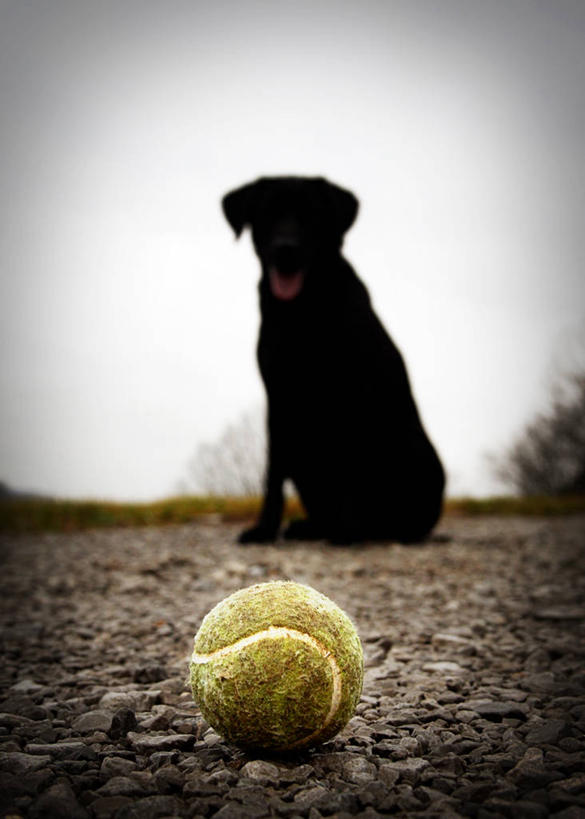 无人,坐,竖图,室外,白天,网球,美国,陆地,鹅卵石,家畜,摄影,肮脏,剪影,等,拉布拉多犬,邋遢,肯塔基州,龌龊,污秽,彩图