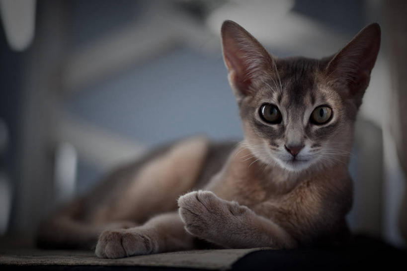 无人,躺,横图,室内,白天,纯洁,宠物,猫,加拿大,可爱,童年,童趣,摄影,阿比西尼亚猫,童真,烂漫,无邪,多伦多,天真,彩图