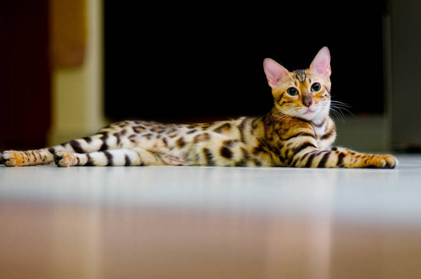 无人,躺,横图,室内,白天,侧面,懒惰,宠物,猫,斑点,趴着,摄影,幽默,式样,克拉科夫,彩图