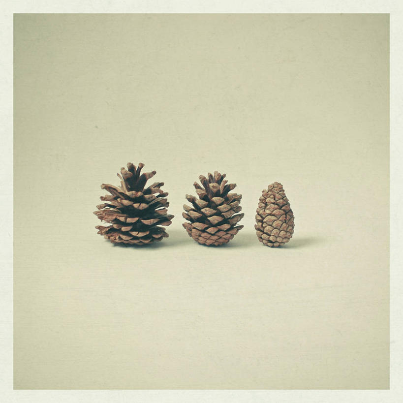 无人,方图,特写,一排,米色背景,整齐,松果,排列,三个,自然,摄影,简单,队列,彩图,影棚拍摄