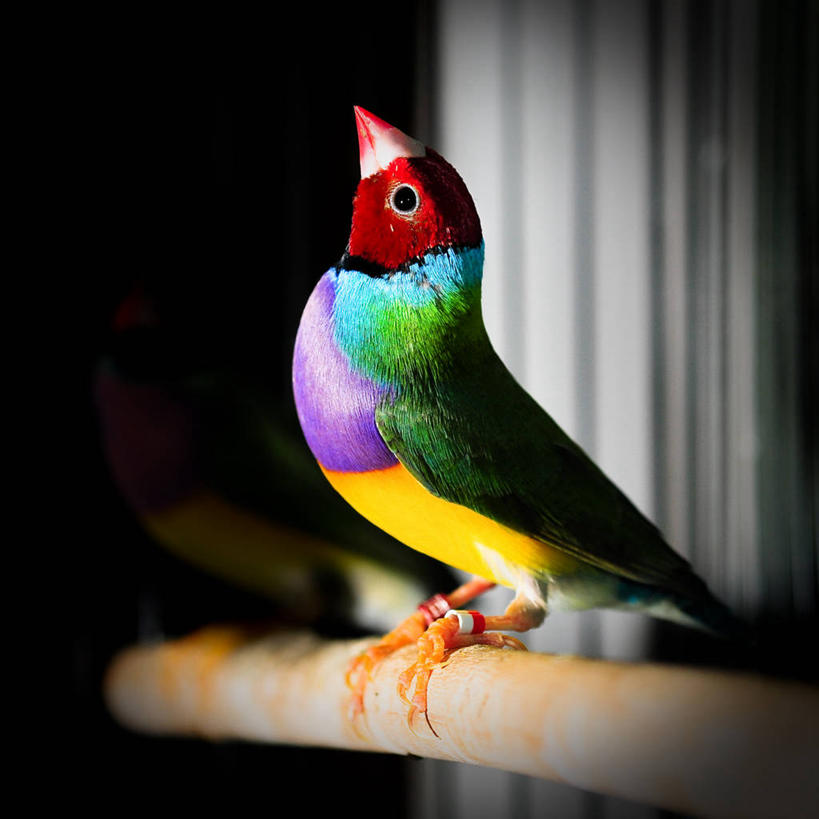 无人,方图,室内,侧面,美国,杆,摄影,栖息,仰头,彩图,动物学