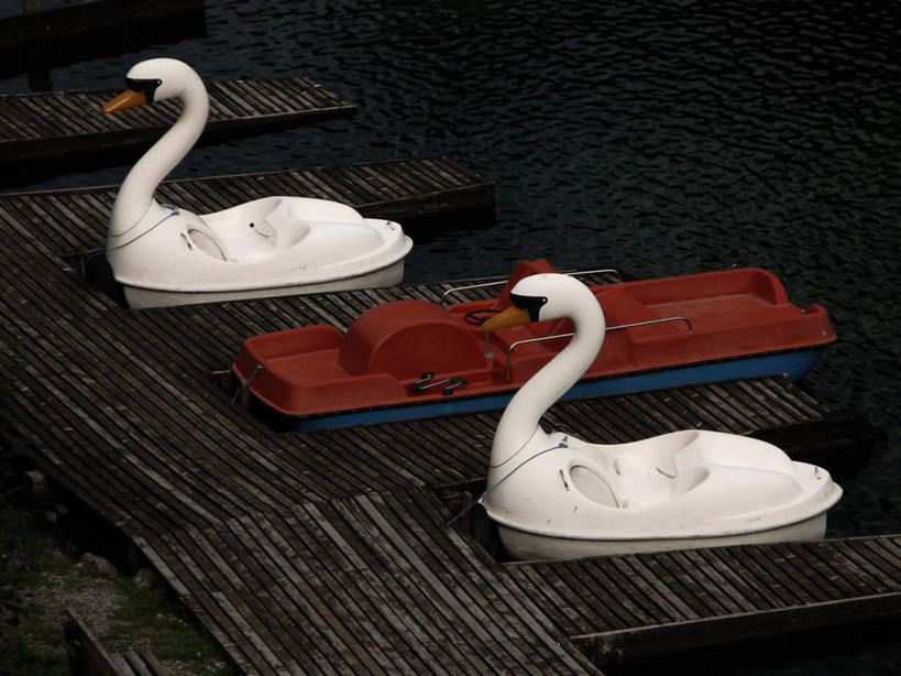 无人,横图,俯视,室外,白天,水,天鹅,德国,一排,漂浮,整齐,并排,排列,三个,摄影,队列,脚踏船,巴伐利亚,休闲活动,彩图,高角度拍摄