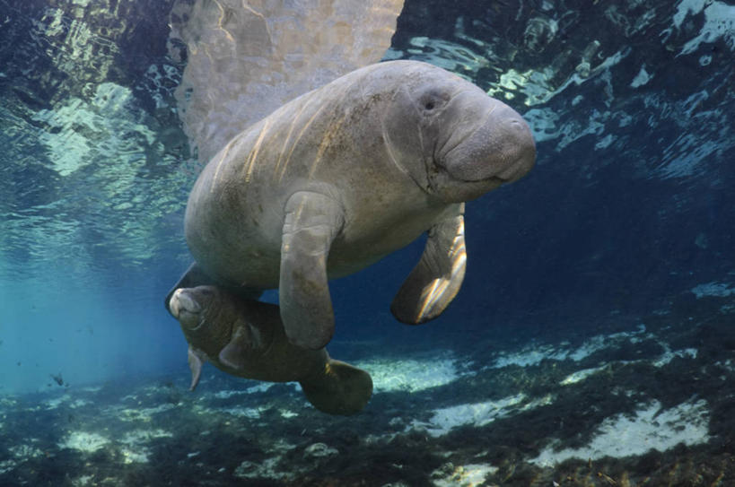 游泳,无人,横图,室外,白天,水下,海牛,美国,动物,两只,摄影,部分,北美,北美洲,关爱,美洲,佛罗里达,佛罗里达州,佛州,阳光州,北亚美利加洲,亚美利加洲,彩图,美利坚合众国