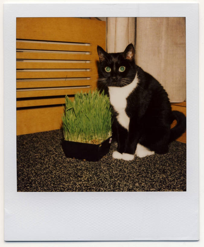 无人,坐,竖图,室外,白天,寂寞,门,宠物,猫,美国,小猫,草,动物,摄影,等,波特兰,彩图,独处