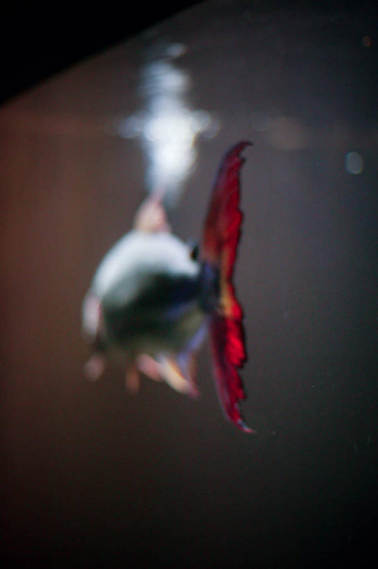 游泳,无人,竖图,水下,美国,鱼类,背面,摄影,彩图