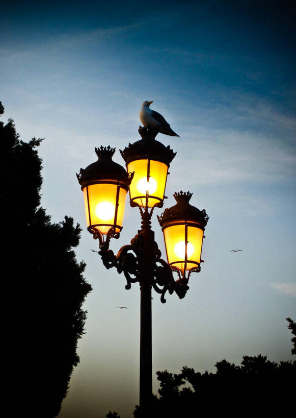 无人,坐,竖图,侧面,路灯,海鸥,野生动物,西班牙,古典,摄影,电灯,宁静,照亮,彩图