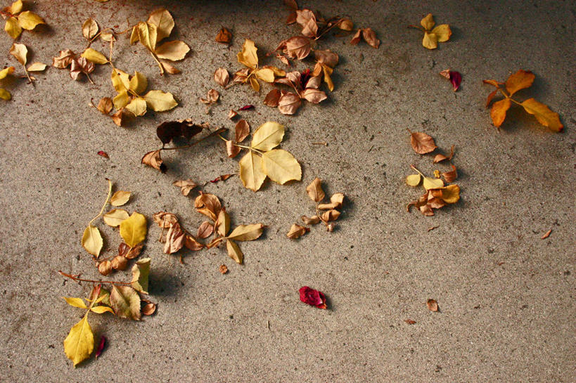 无人,横图,俯视,室外,白天,城市,叶子,美国,许多,褶皱,混凝土,很多,干花,摄影,北美,北美洲,加利福尼亚,美洲,加州,洛杉矶,加利福尼亚州,金州,黄金州,北亚美利加洲,亚美利加洲,帕萨迪纳,天使之城,秋天,彩图,高角度拍摄,美利坚合众国