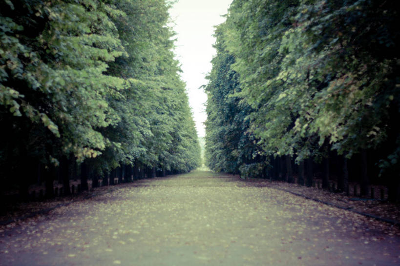 无人,公园,横图,室外,白天,消失点,路,法国,小路,绿色,夏天,摄影,宁静,沥青,针叶树,彩图,林荫大道