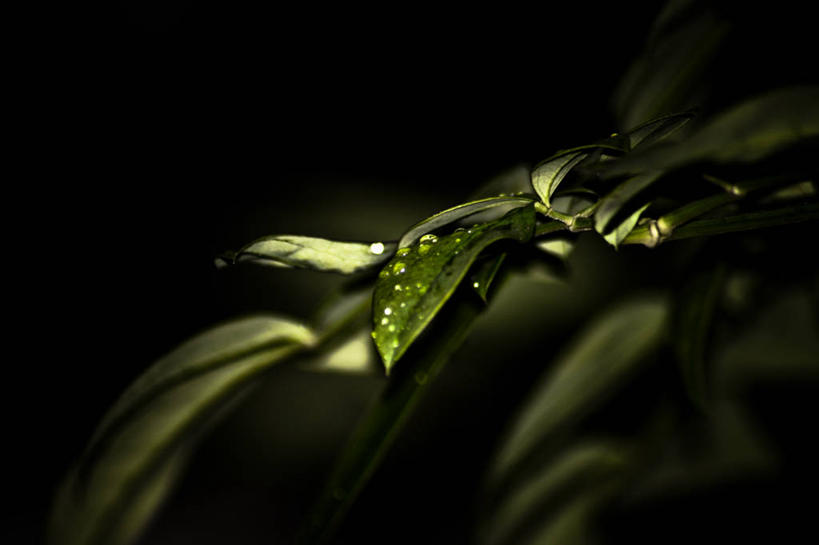 无人,横图,特写,神秘,叶子,水滴,绿色,自然,摄影,灵感,清新,纯净,彩图,影棚拍摄