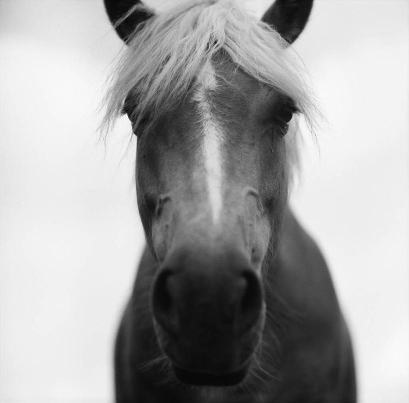 无人,方图,黑白,特写,正面,马,家畜,摄影,头像,宁静,肖像,匈牙利共和国