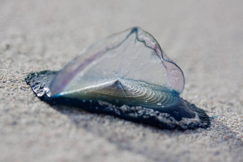 无人,横图,室外,白天,透明,小的,沙子,蓝色,摄影,拉丁美洲,水母,彩图,瓦拉德罗