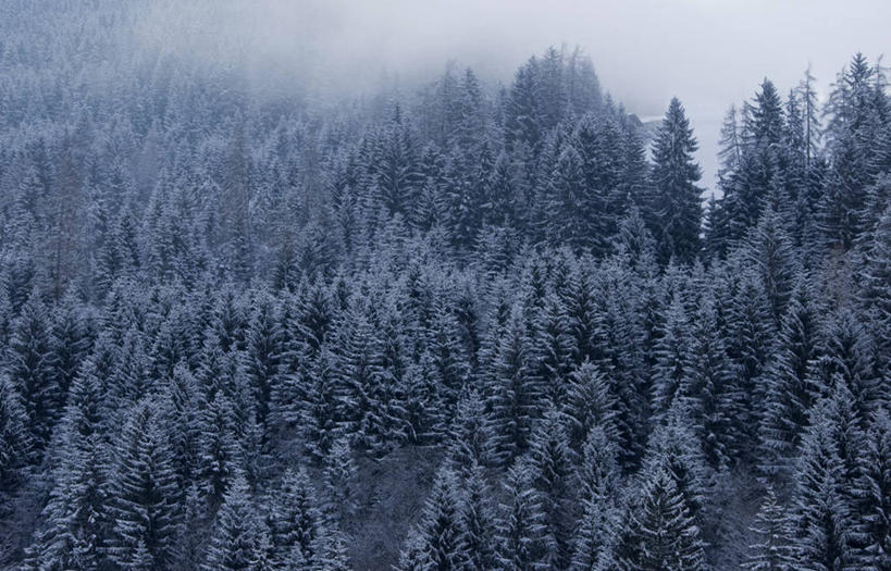 无人,横图,俯视,室外,白天,树林,雾,松树,奥地利,冰,冬天,自然,寒冷,摄影,彩图,高角度拍摄